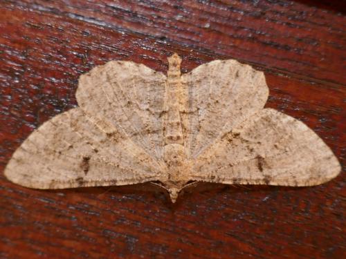Peribatodes rhomboidaria