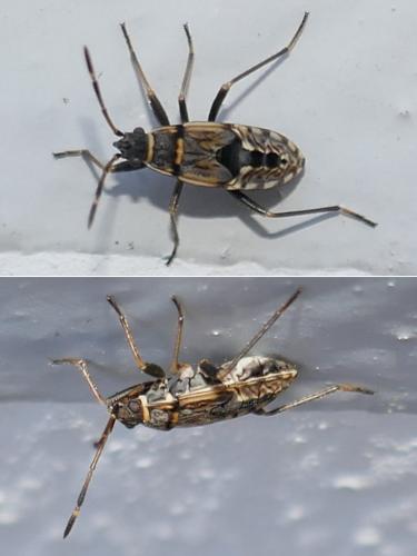 Beosus maritimus
