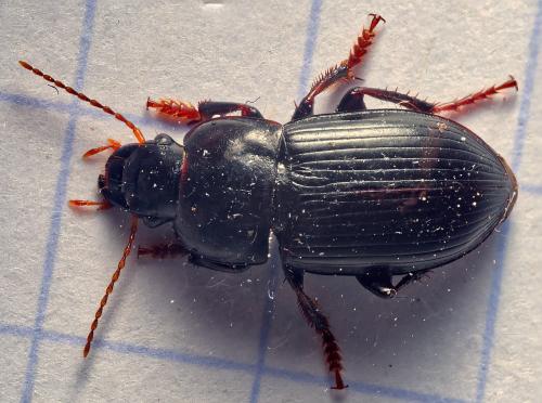 Réf. 296 126 : Harpalus tardus