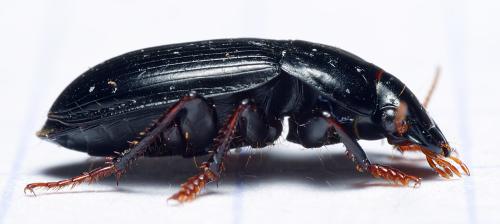 Réf. 296 127 : Harpalus tardus