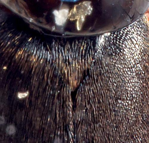 Réf. 296 553 : Quedius semiobscurus