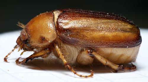 Réf. 296 767 : Rhizotrogus aestivus