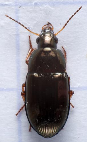 Réf. 296 054 : Amara anthobia