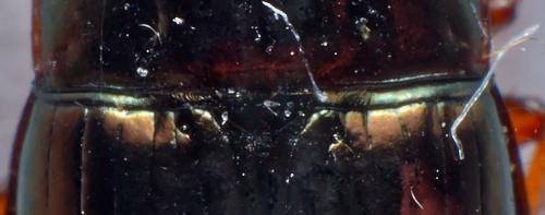 Amara anthobia