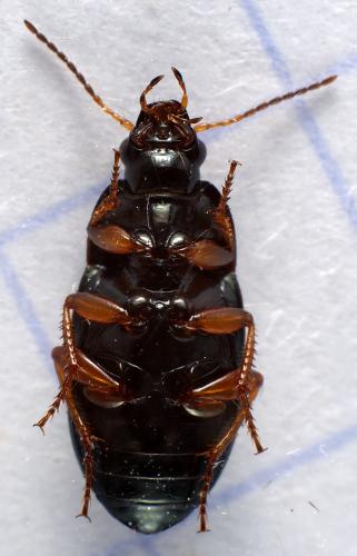 Réf. 296 055 : Amara anthobia