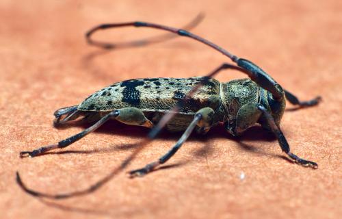 Réf. 296 197 : Leiopus femoratus