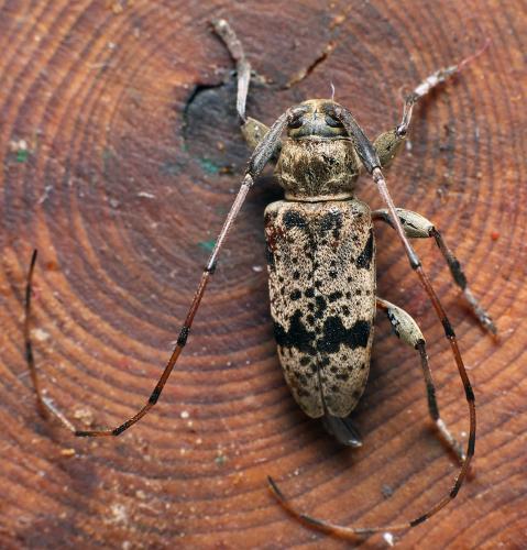 Réf. 296 196 : Leiopus femoratus