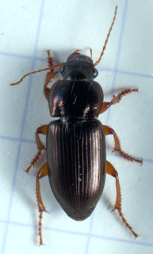 Réf. 296 094 : Harpalus affinis