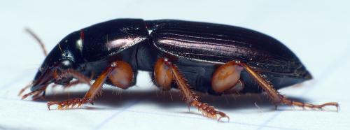 Réf. 296 095 : Harpalus affinis