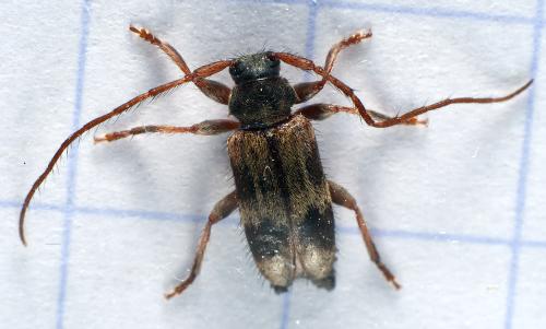 Réf. 296 133 : Exocentrus lusitanus