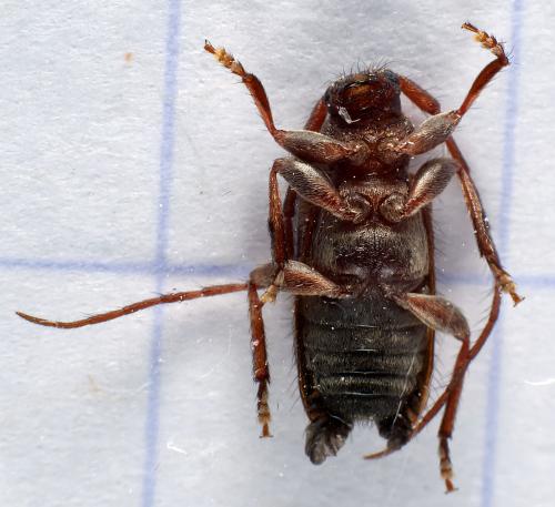 Réf. 296 134 : Exocentrus lusitanus