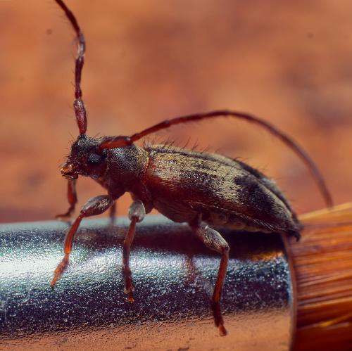 Exocentrus lusitanus