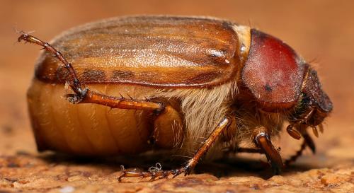 Amphimallon majale