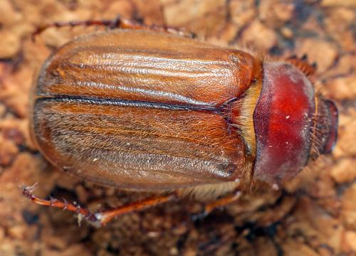 Amphimallon majale