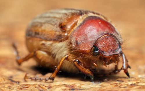 Amphimallon majale