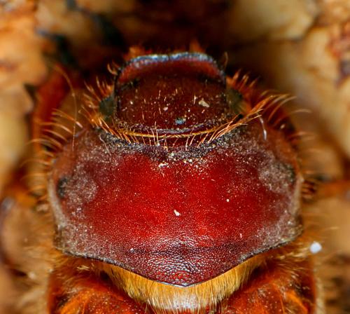 Réf. 296 739 : Amphimallon majale