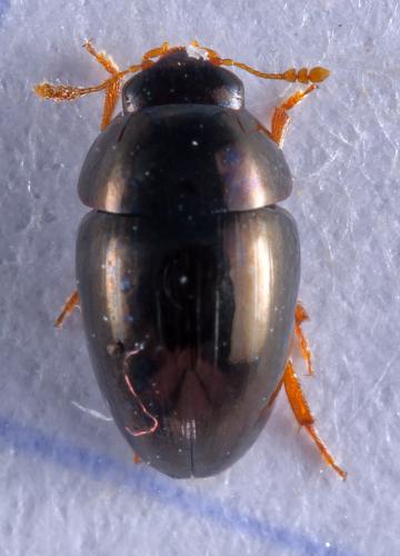 Olibrus sp.
