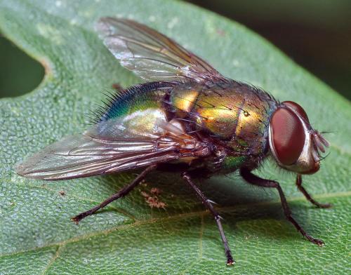 Réf. 296 946 : Lucilia ampullacea