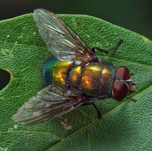 Réf. 296 947 : Lucilia ampullacea
