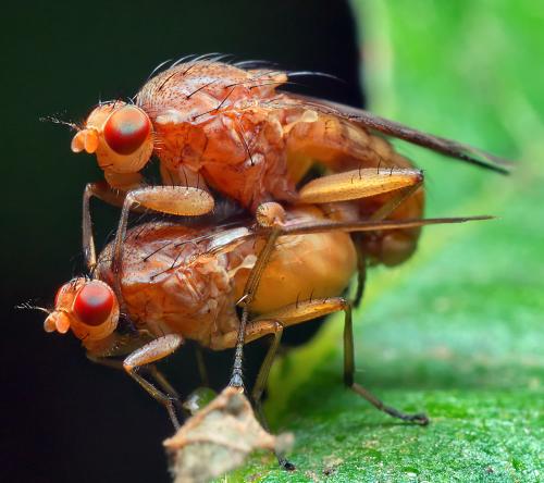Suillia affinis