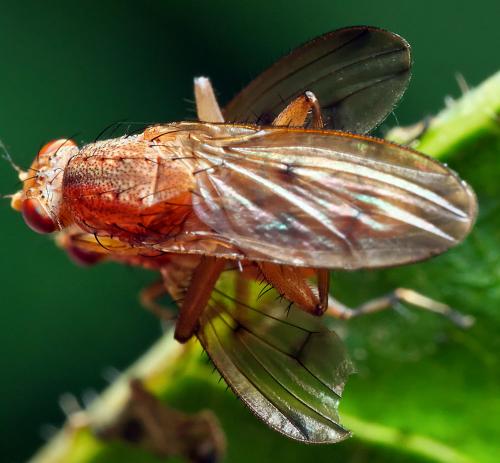Suillia affinis