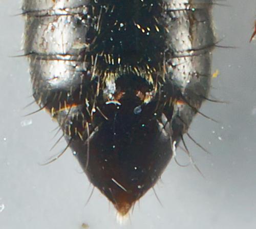 Anotylus sculpturatus