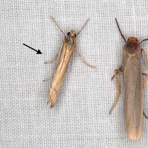Agriphila tristella
