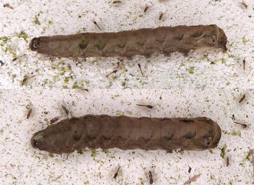 Réf. 296 953 : Axylia putris
