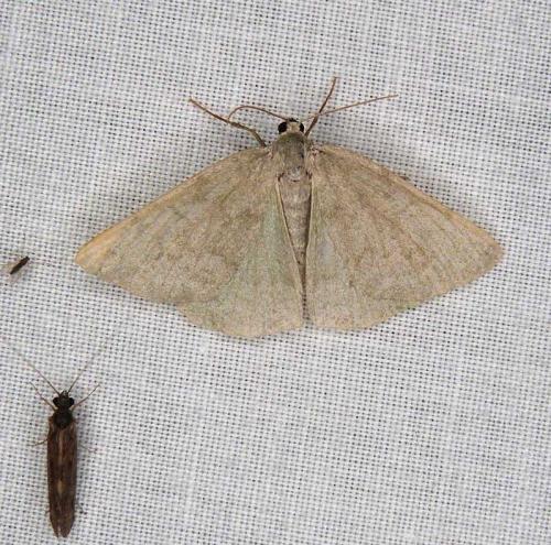 Réf. 296 708 : Pseudoterpna pruinata