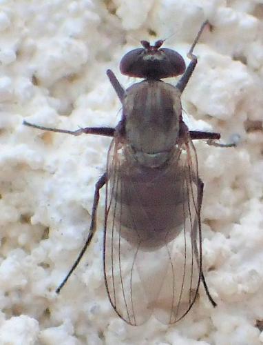 Medetera sp.