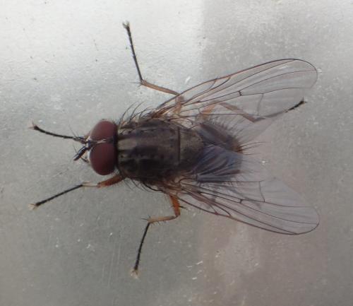 Helina pertusa