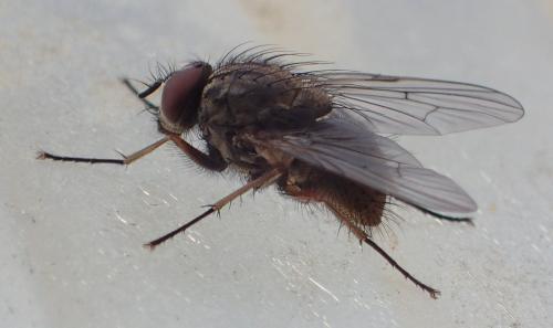 Helina pertusa
