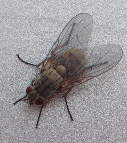 Helina sp.