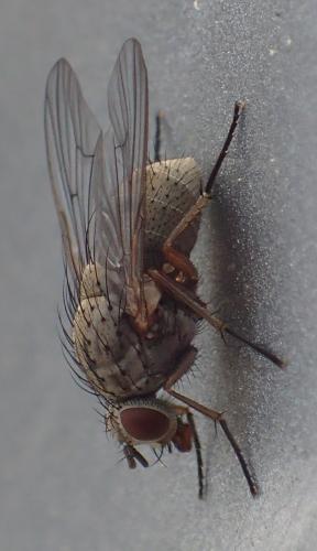 Helina sp.