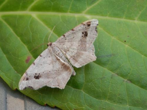 Réf. 296 665 : Macaria alternata