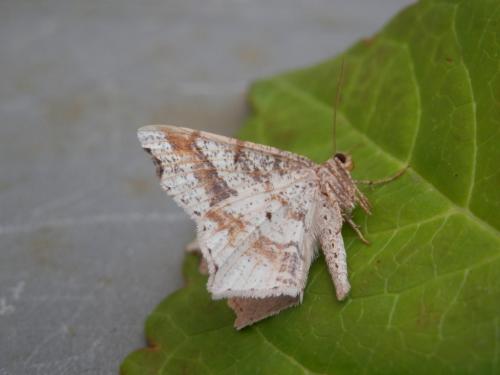 Réf. 296 667 : Macaria alternata