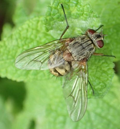 Réf. 296 684 : Phaonia valida