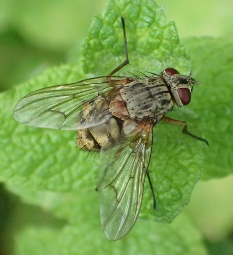 Phaonia valida