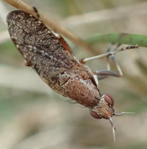 Réf. 296 755 : Euthycera cribrata