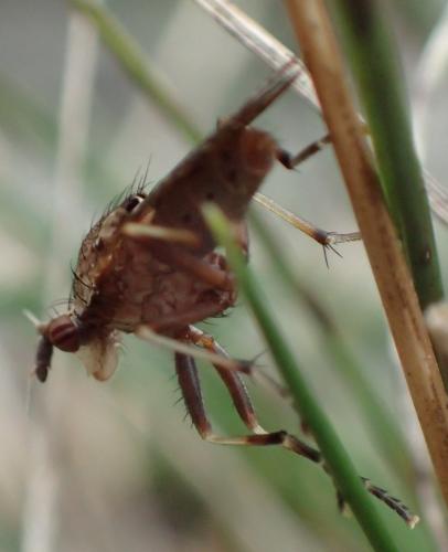 Réf. 296 756 : Euthycera cribrata