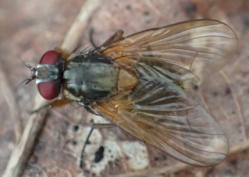 Réf. 296 758 : Mydaea sp.
