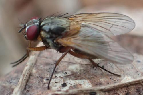 Réf. 296 759 : Mydaea sp.