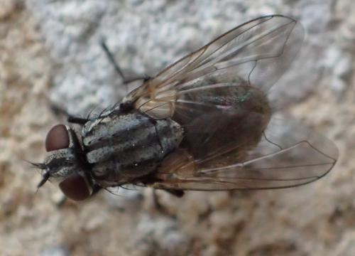 Réf. 296 787 : Musca autumnalis