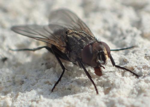 Réf. 296 900 : Musca domestica