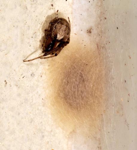Zygiella x-notata