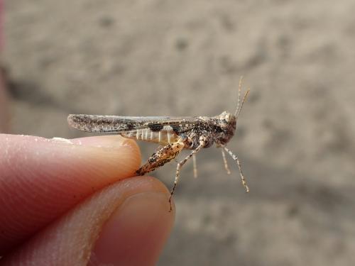 Acrotylus longipes