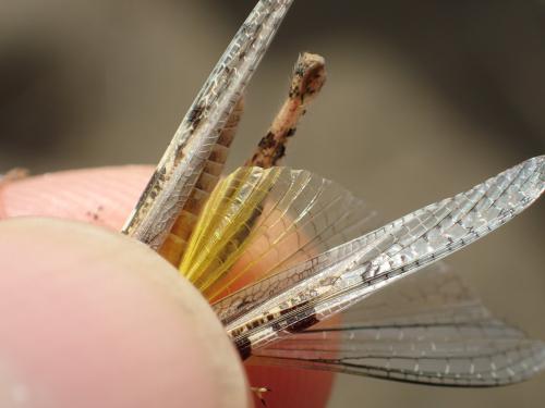 Acrotylus longipes