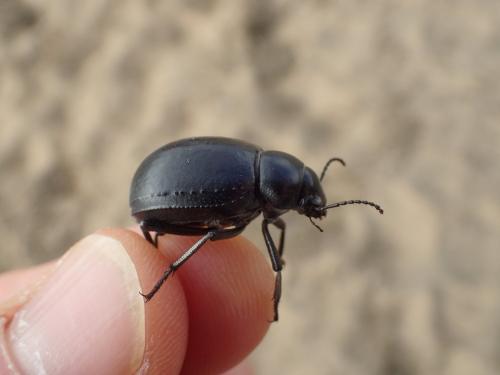 Pimelia granulicollis