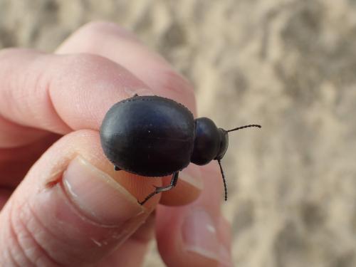 Pimelia granulicollis