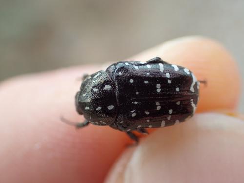 Oxythyrea funesta